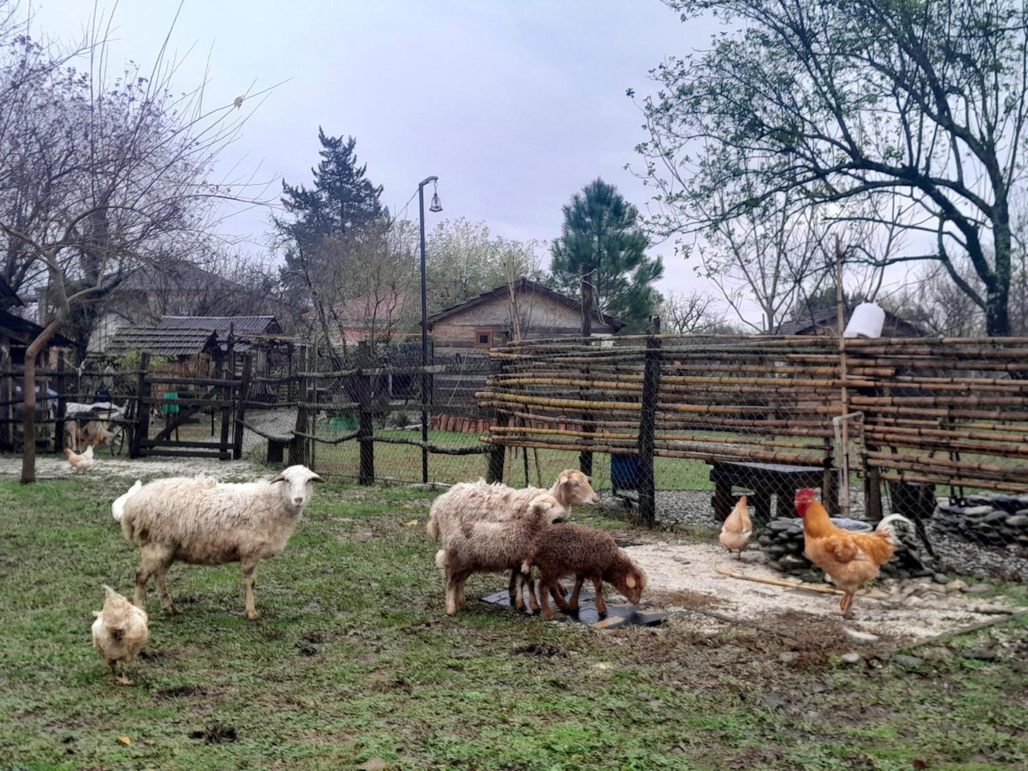 Tiny Houses Genacvale Martwili Zewnętrze zdjęcie